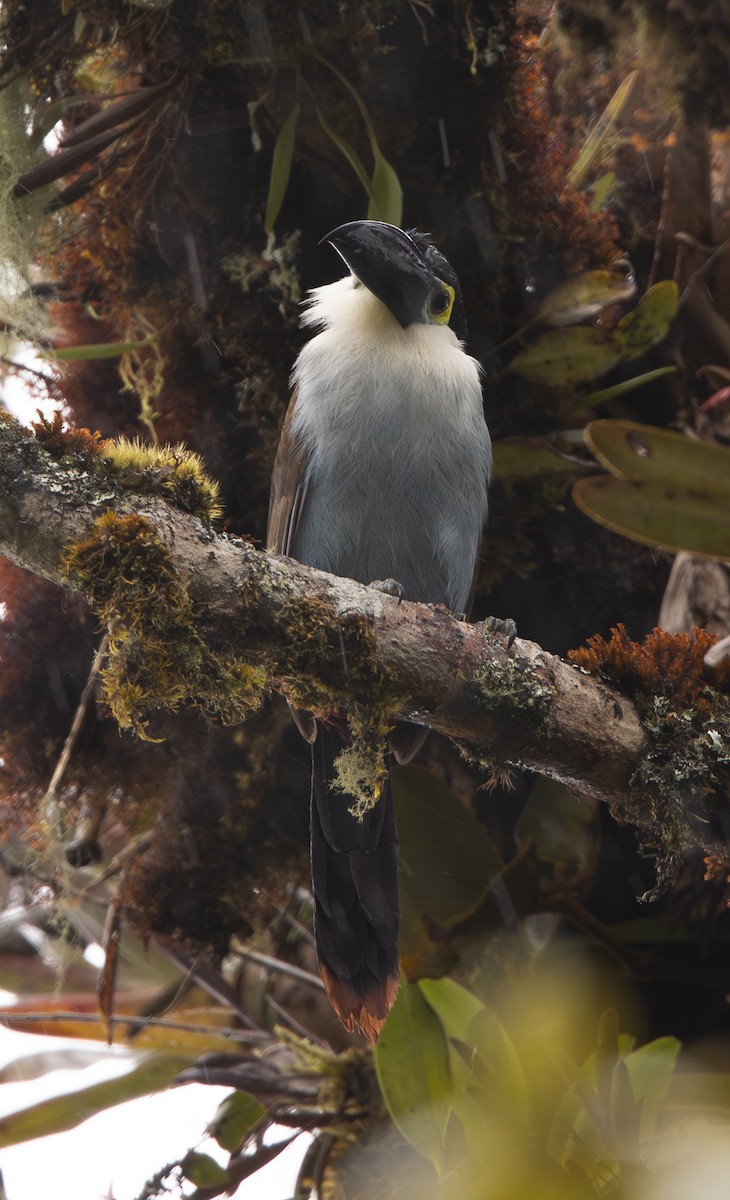 Андигена білощока - ML645987696