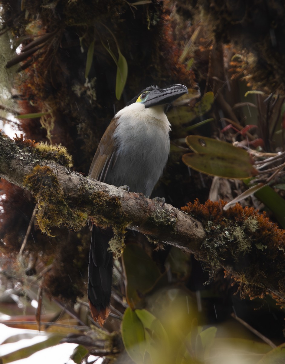 Андигена білощока - ML645987697