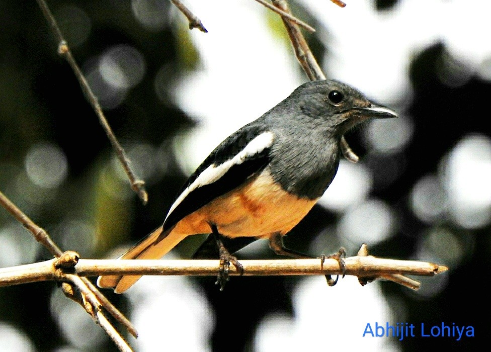 Shama dayal - ML645987698