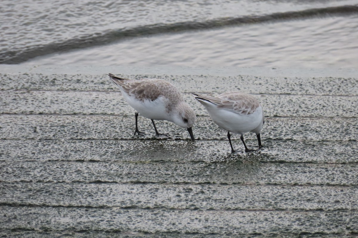 Sanderling - ML645987705