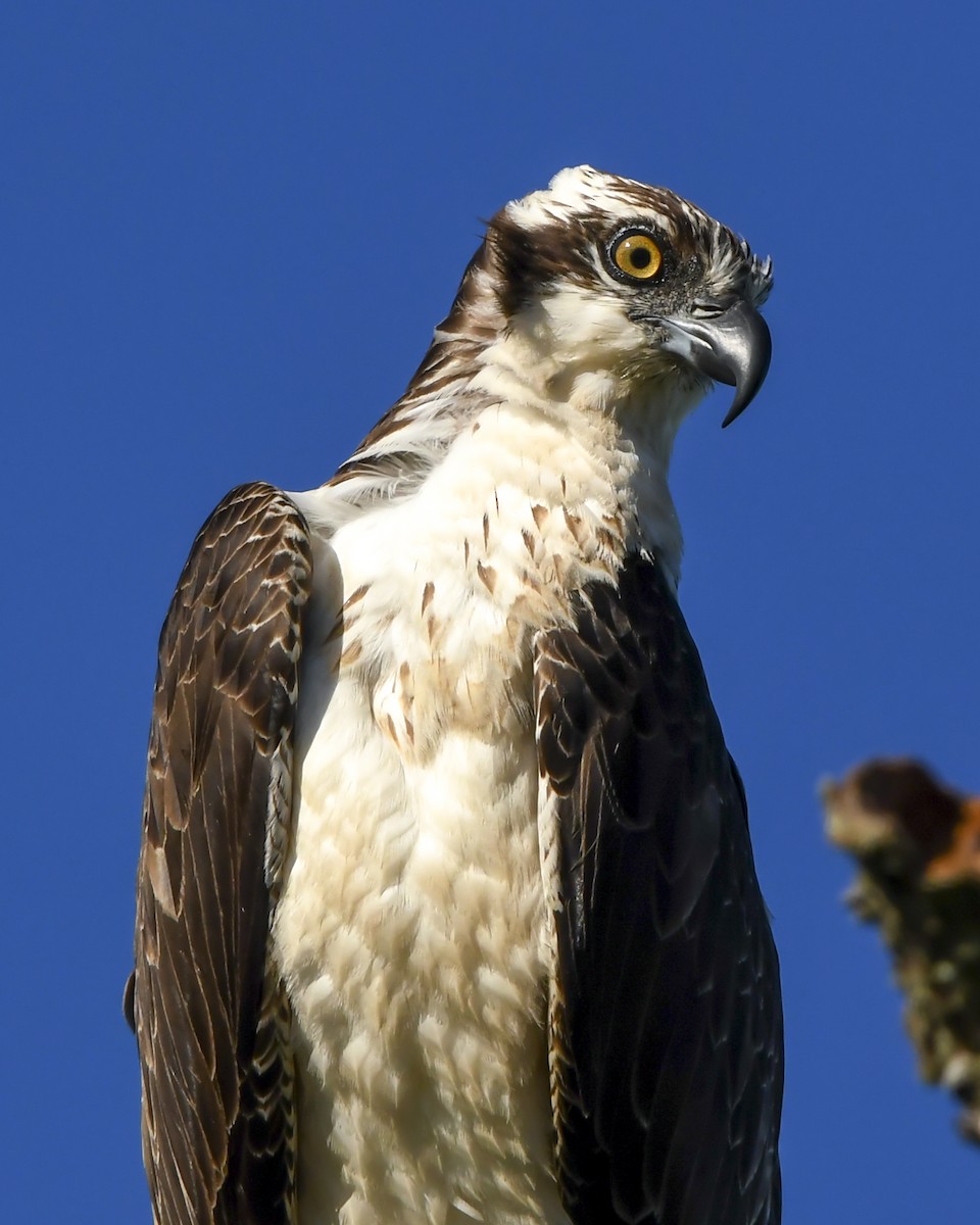 Falco pescatore - ML645987706