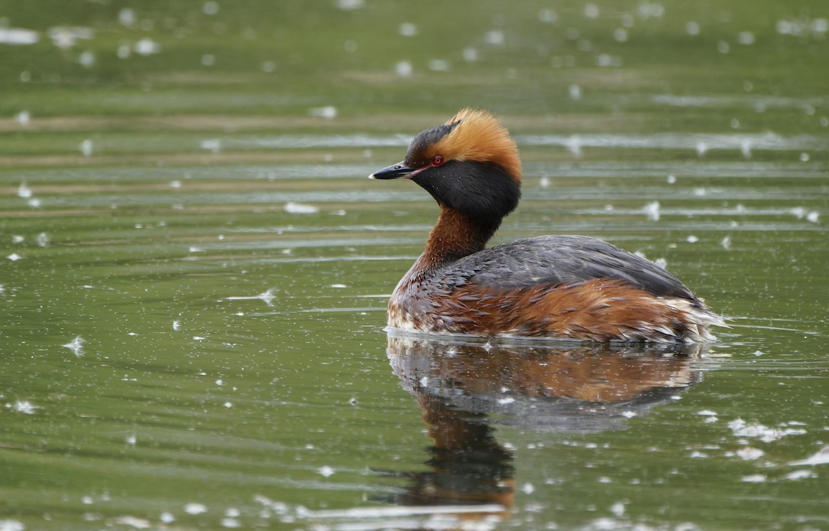 Txilinporta urrebelarria - ML645987708