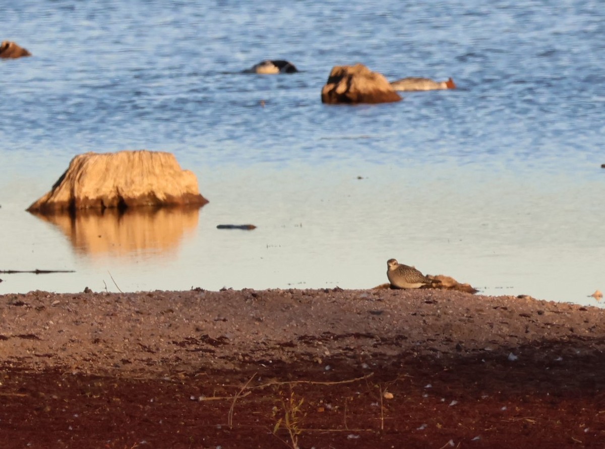 アメリカムナグロ - ML645987711