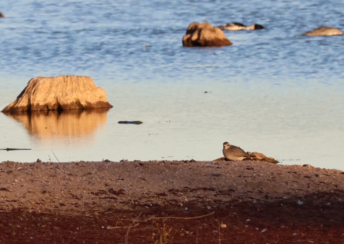 アメリカムナグロ - ML645987712