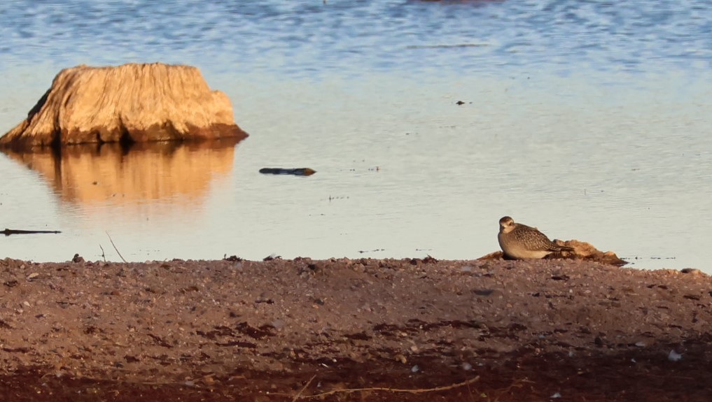 アメリカムナグロ - ML645987713