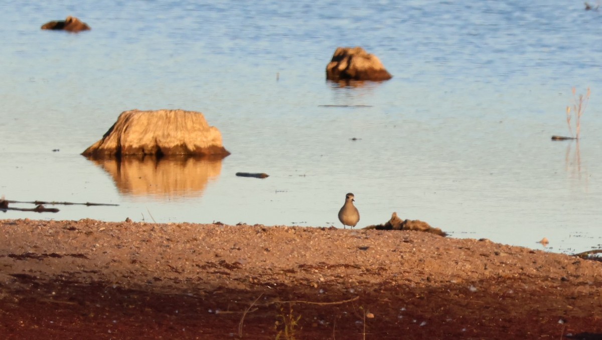 アメリカムナグロ - ML645987714