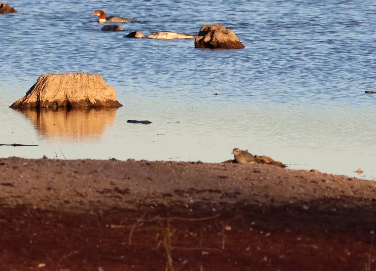 アメリカムナグロ - ML645987715