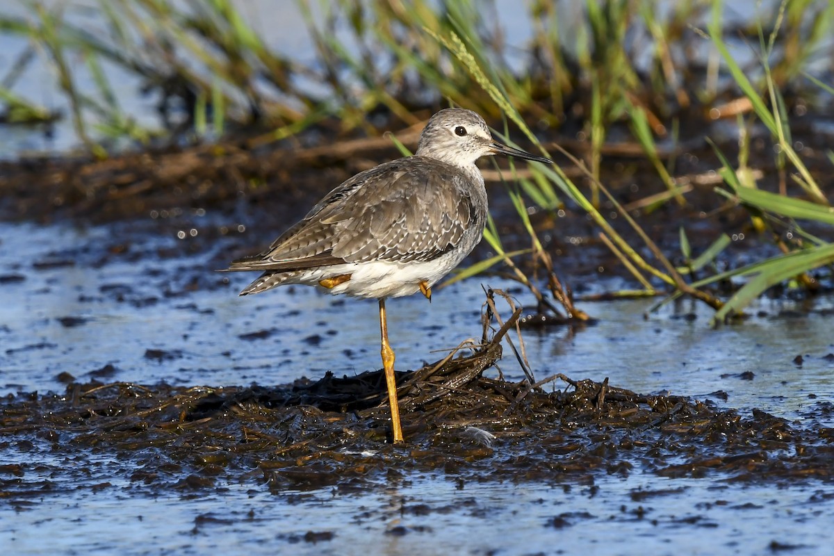 Totano zampegialle minore - ML645987716