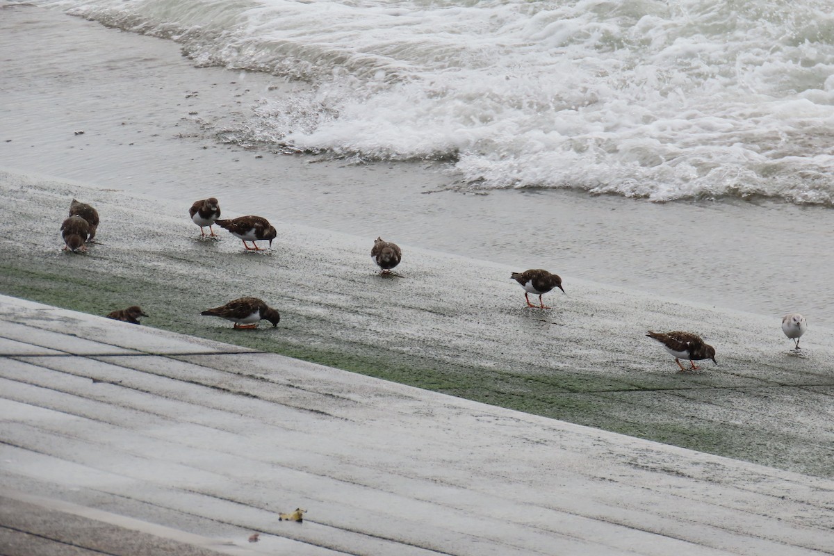 Ruddy Turnstone - ML645987719