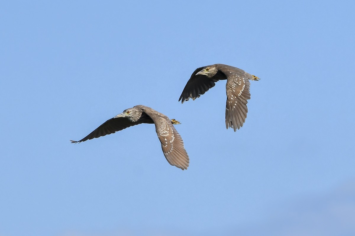 Nitticora - ML645987720