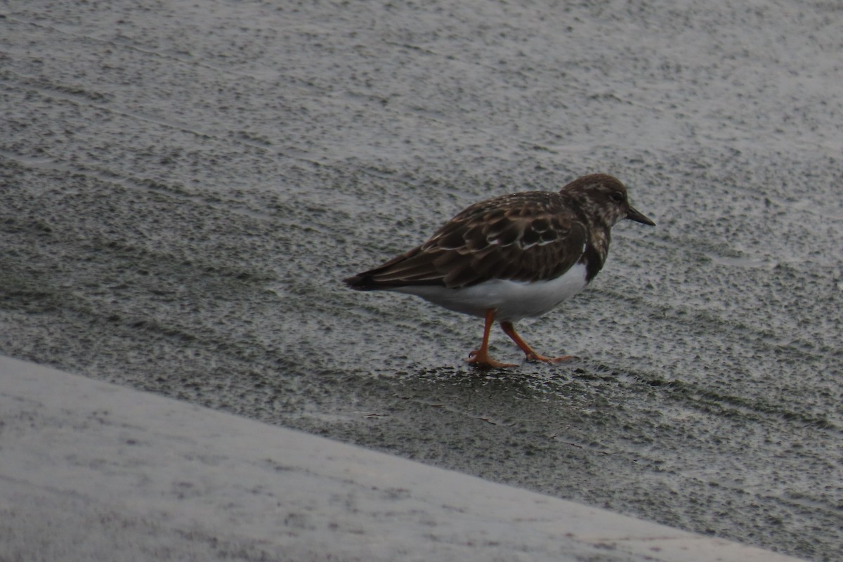 Ruddy Turnstone - ML645987721