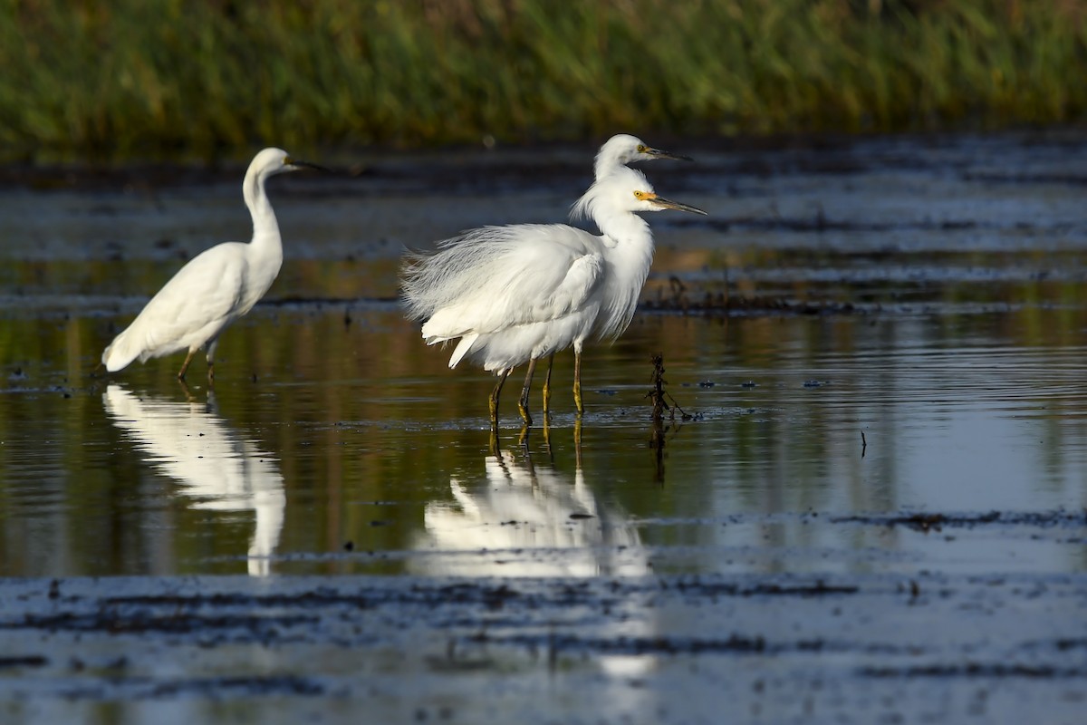Snowy Egret - ML645987723