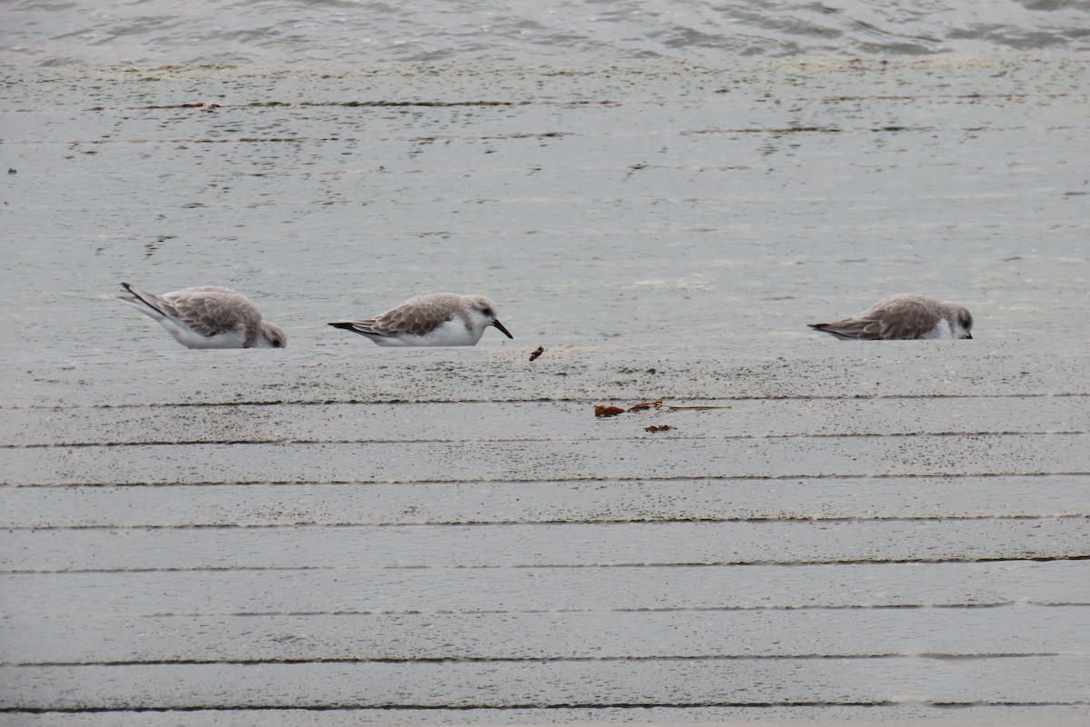 Sanderling - ML645987724