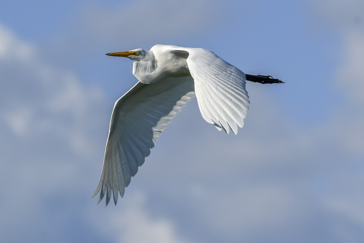 Airone bianco maggiore - ML645987725