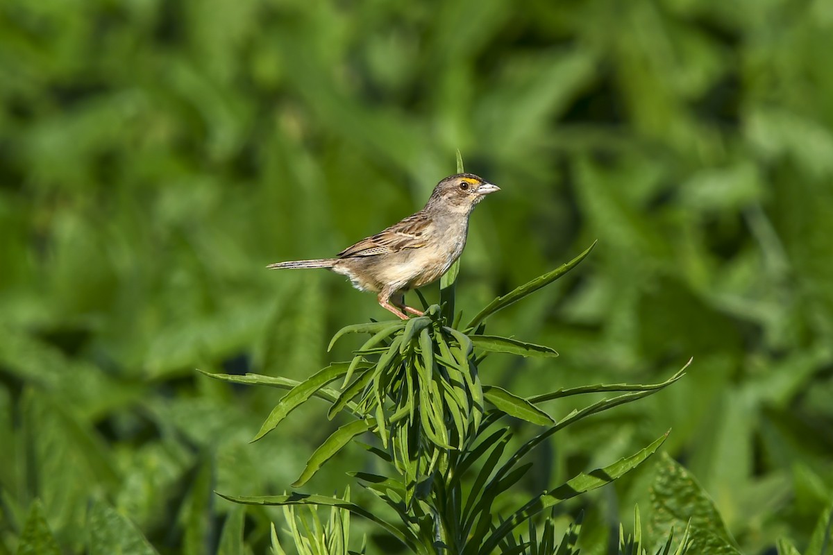 Grassland Sparrow - ML645987728
