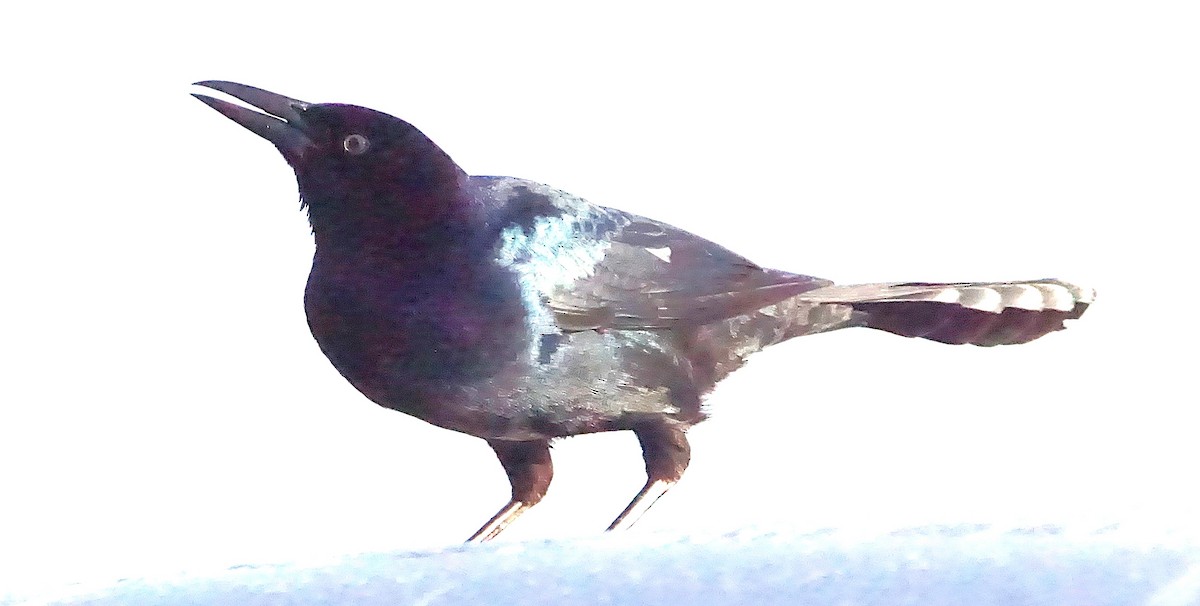Boat-tailed Grackle - ML645987735