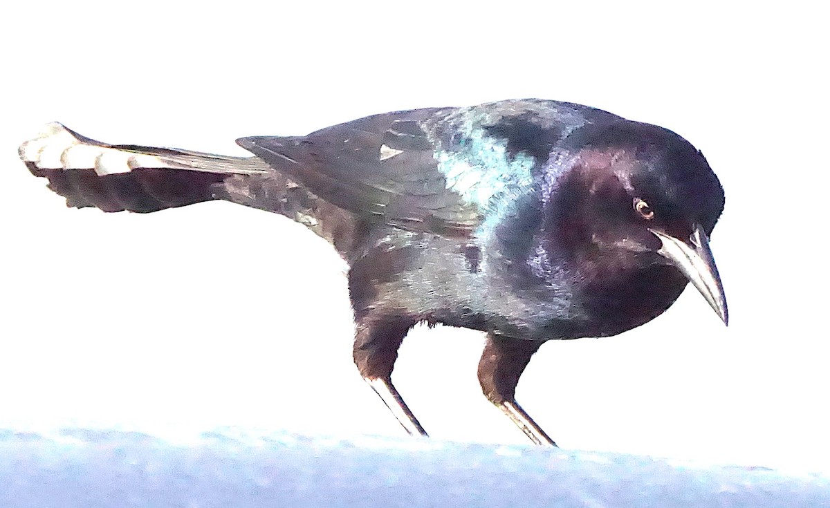 Boat-tailed Grackle - ML645987744