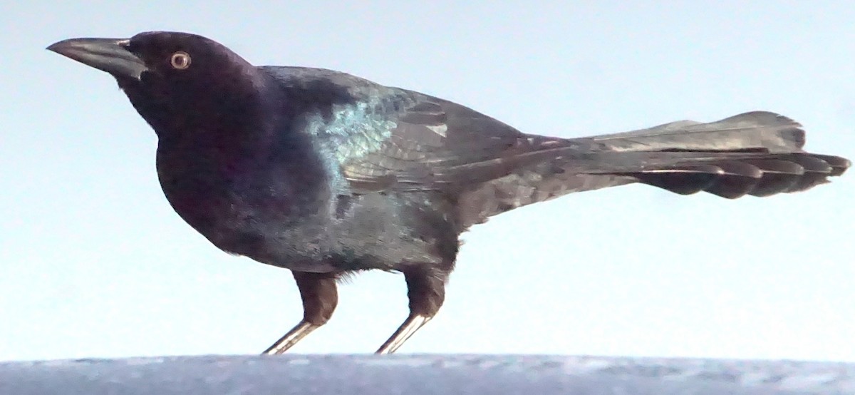 Boat-tailed Grackle - ML645987745