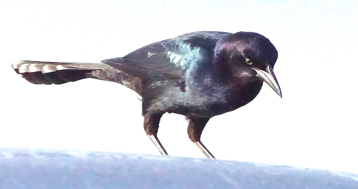 Boat-tailed Grackle - ML645987746