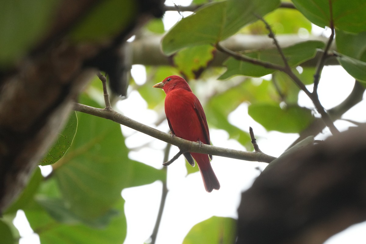 Піранга пломениста - ML645987757