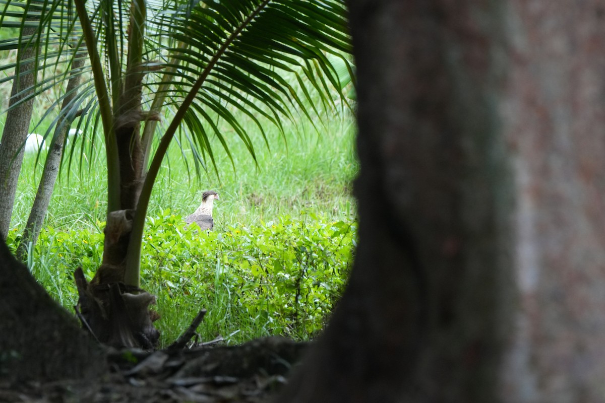 Каракара аргентинська - ML645987760