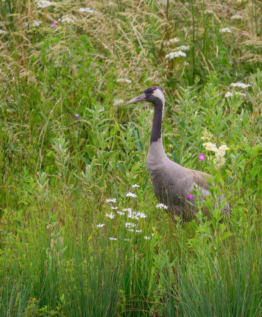 Common Crane - ML645987767