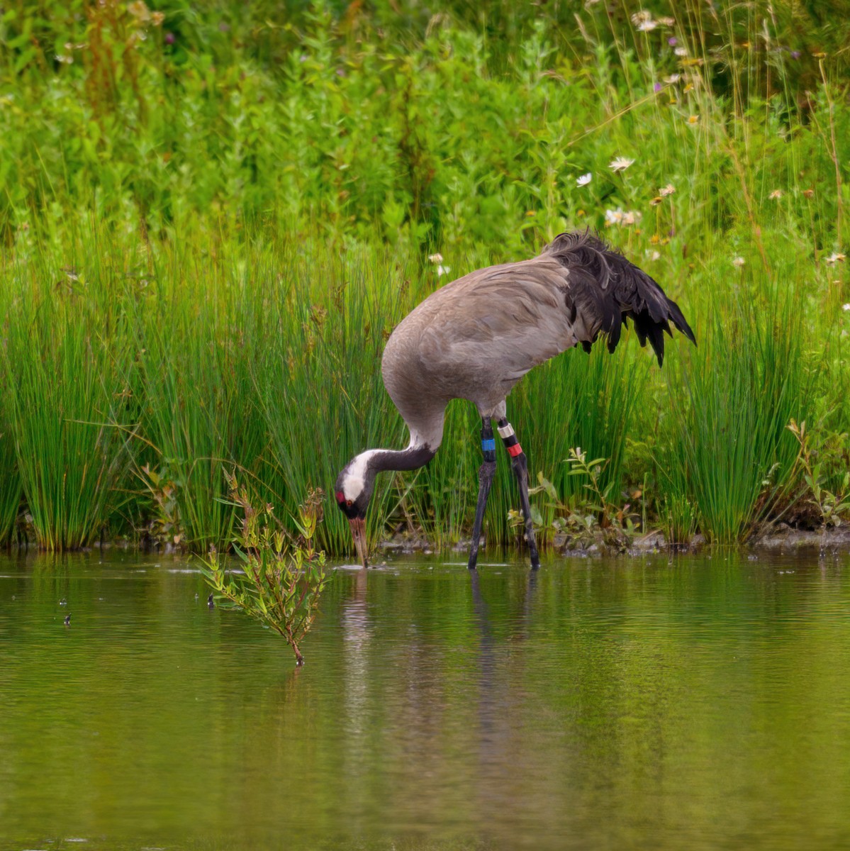 Common Crane - ML645987770