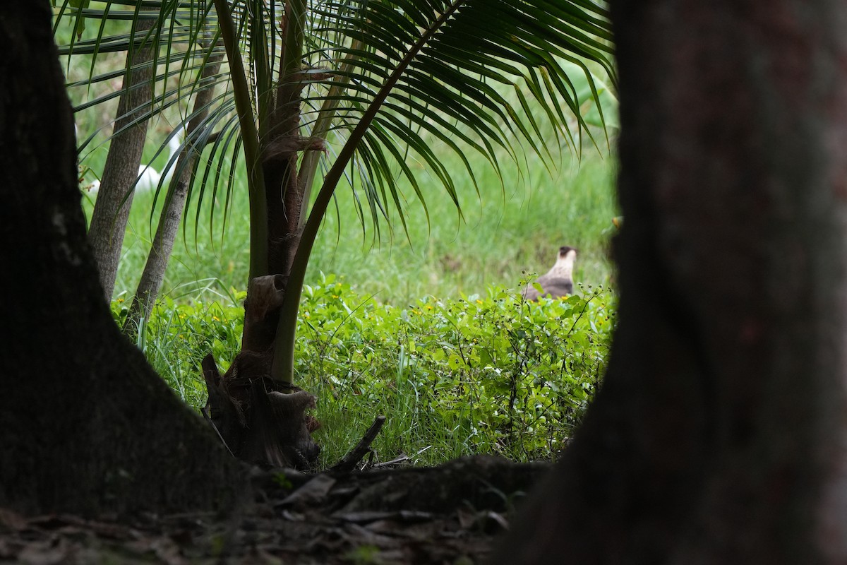 Каракара аргентинська - ML645987771