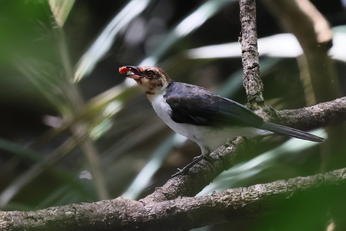 Red-capped Cardinal - ML645987777