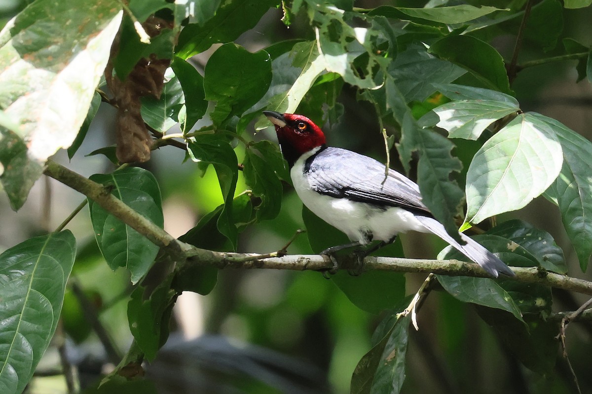 Red-capped Cardinal - ML645987778