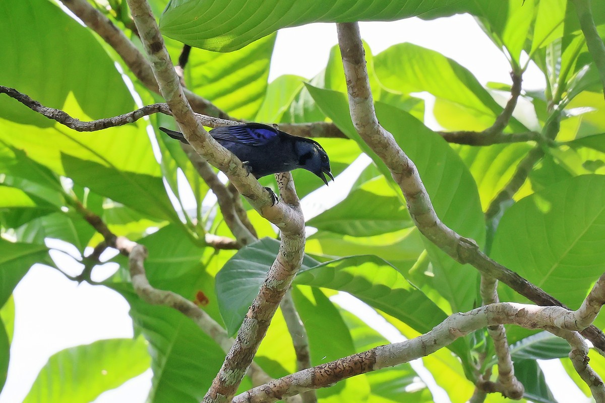 Opal-rumped Tanager - ML645987779