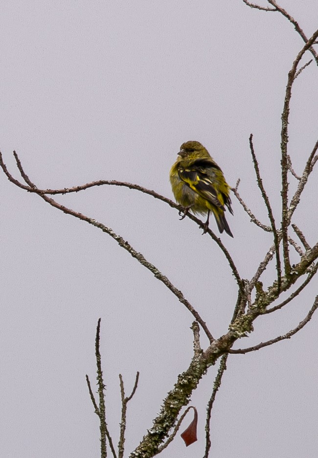 And İsketesi - ML645987782