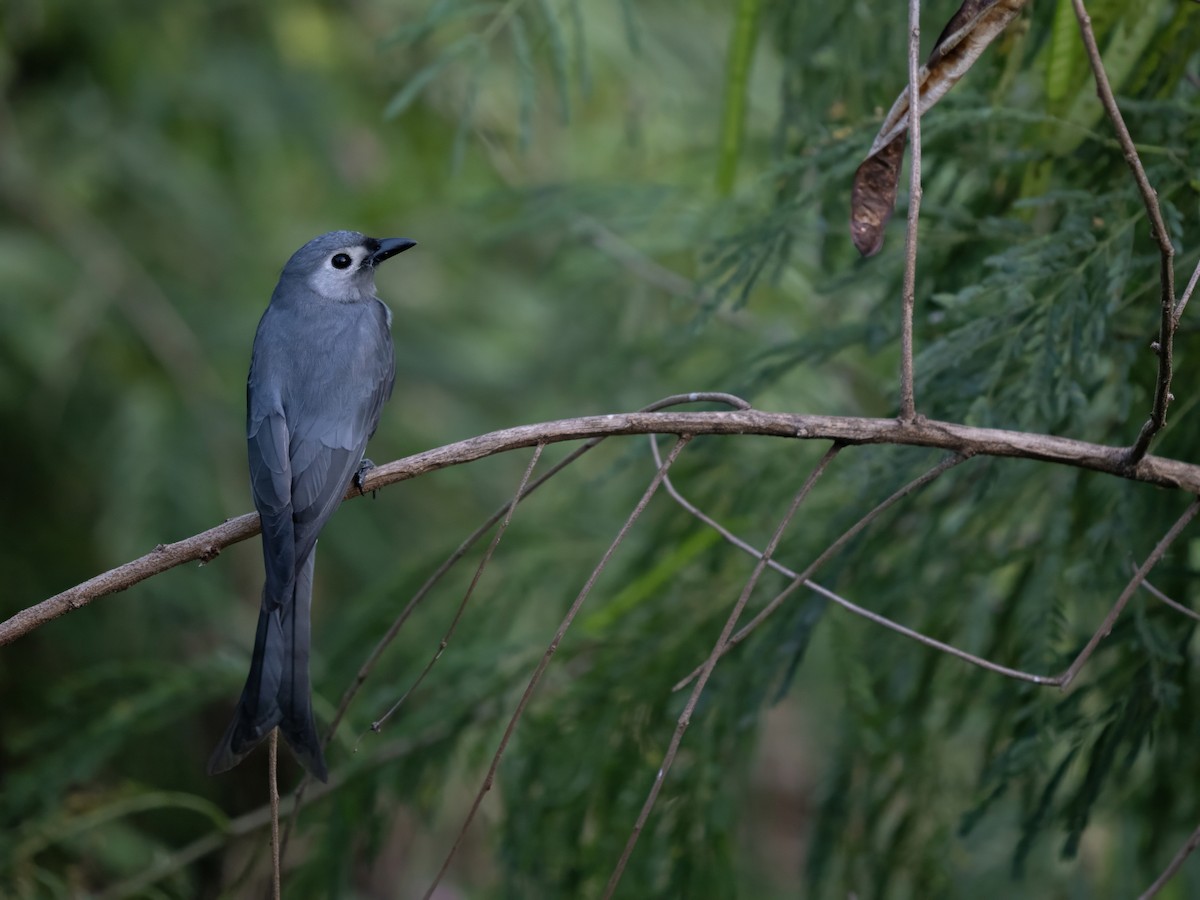 Ashy Drongo (White-lored) - ML645987806