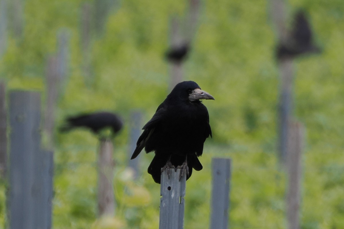 禿鼻鴉 - ML645987826