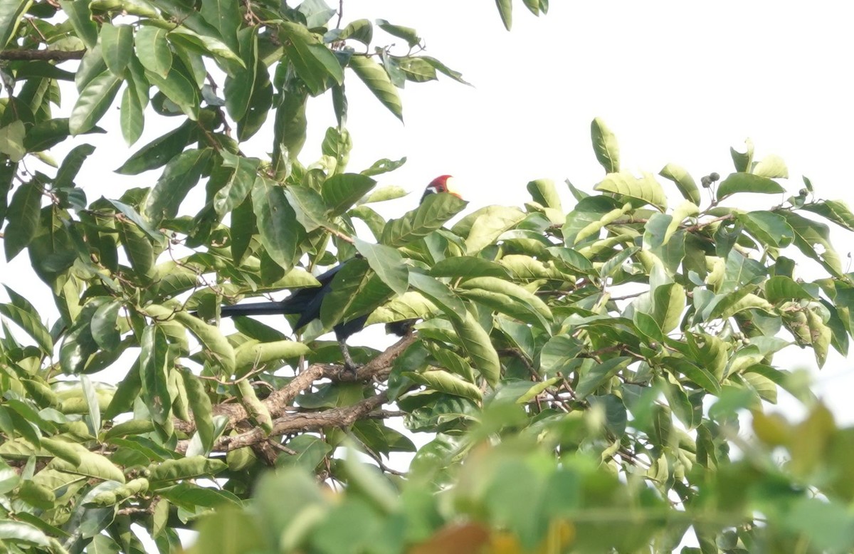 Violet Turaco - ML645987835