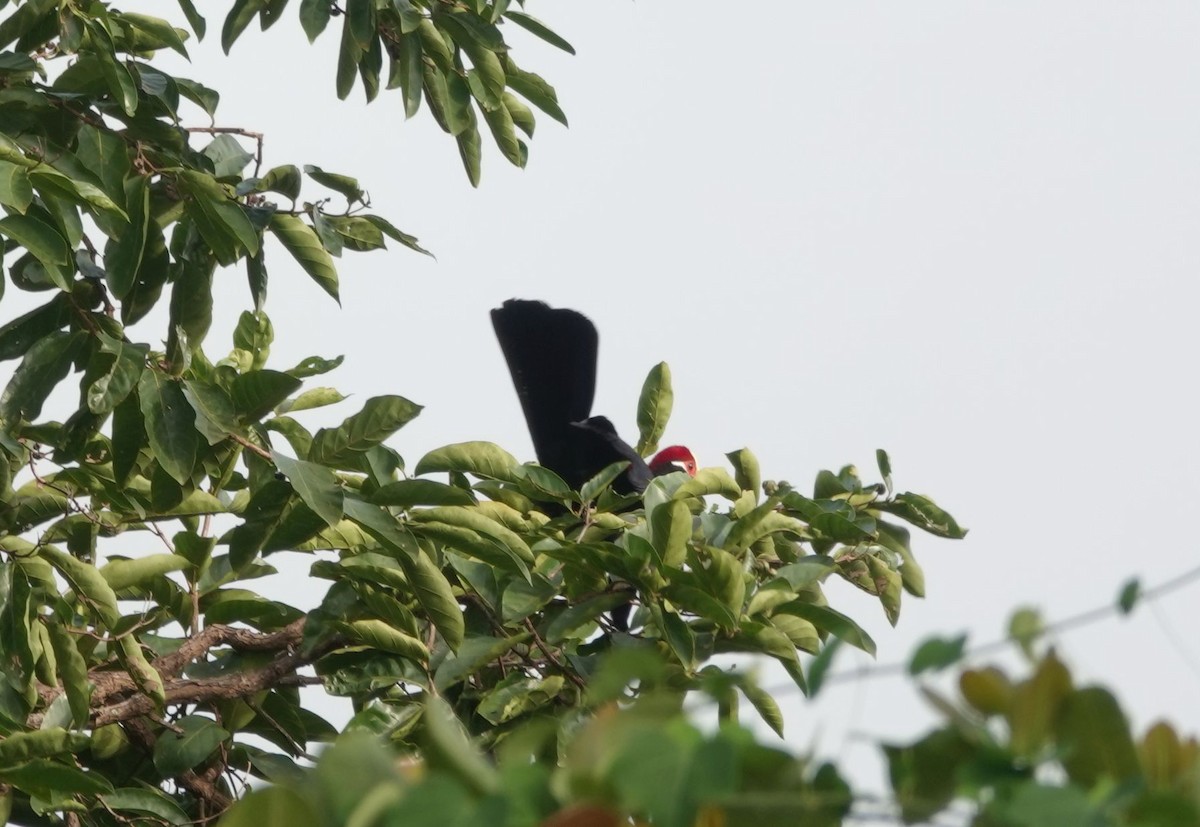 Violet Turaco - ML645987836