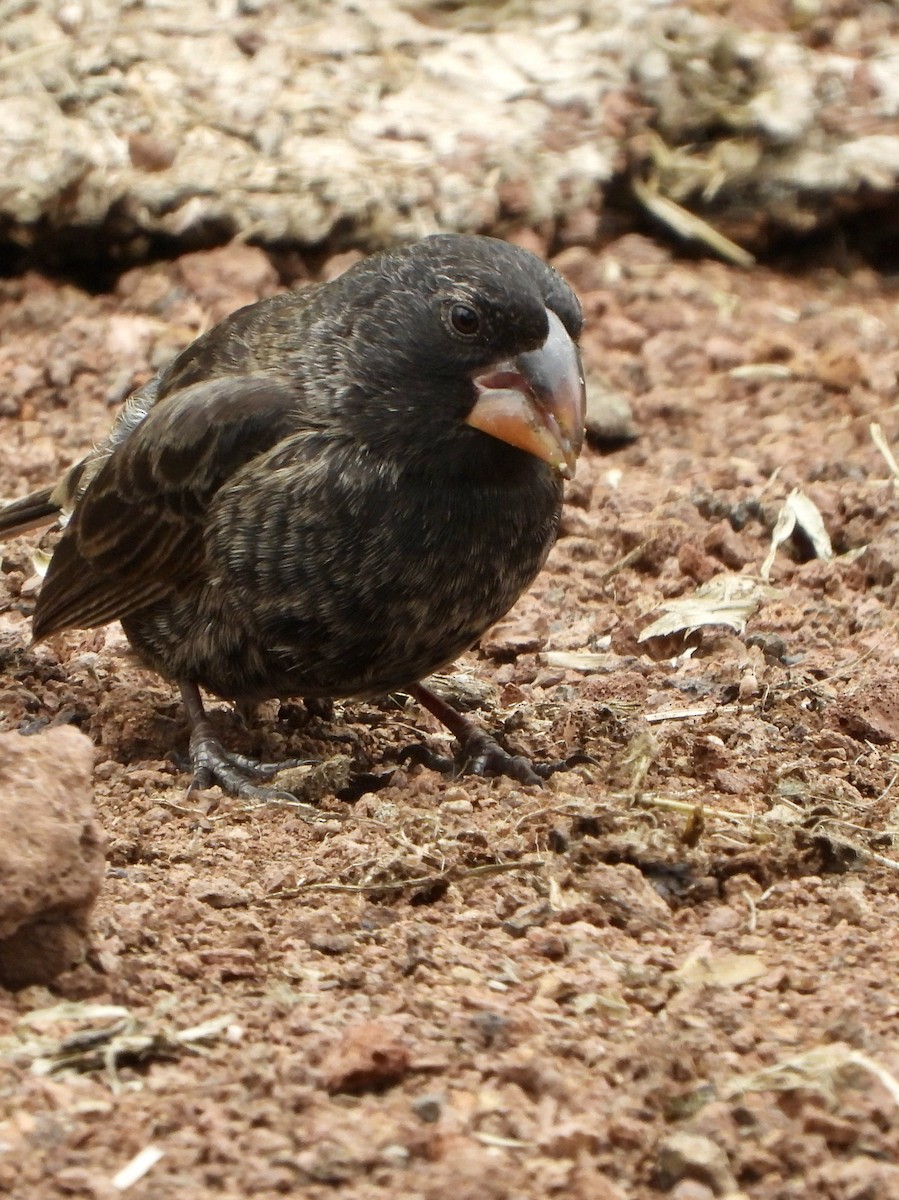 Large Ground-Finch - ML645987846