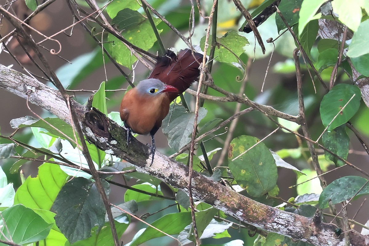 Black-bellied Cuckoo - ML645987851