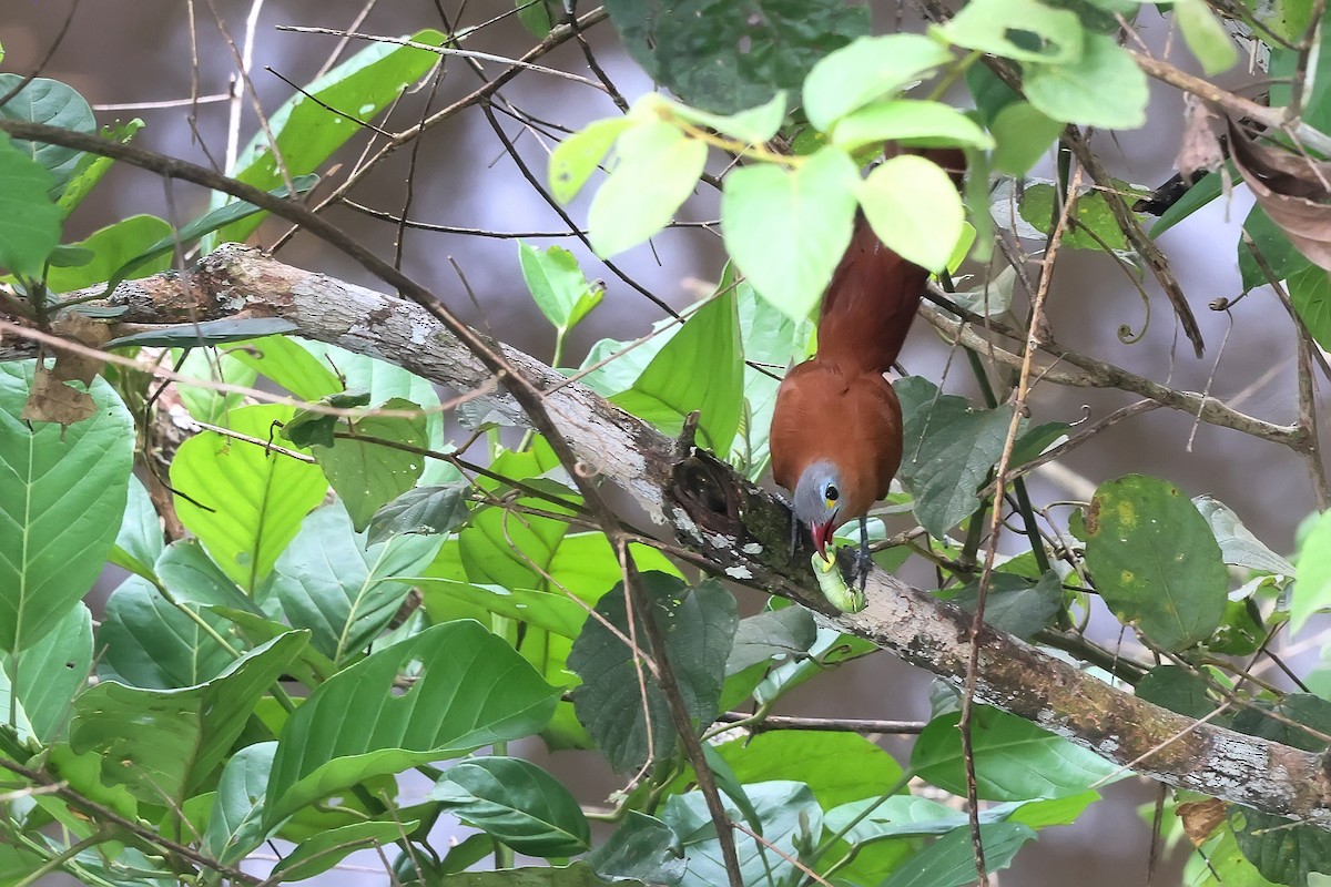 Black-bellied Cuckoo - ML645987852