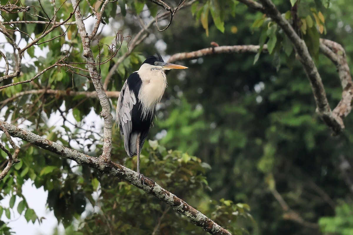 Cocoi Heron - ML645987853