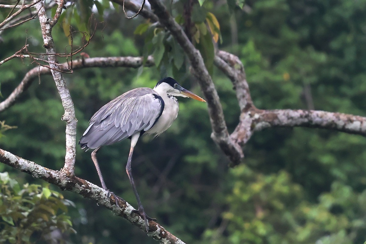 Cocoi Heron - ML645987854