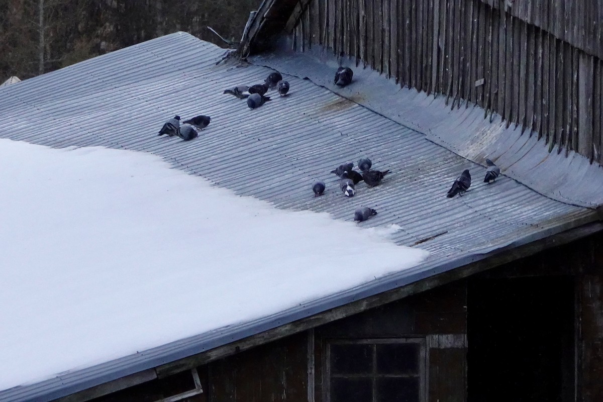 Сизый голубь (Одомашненного типа) - ML645987855