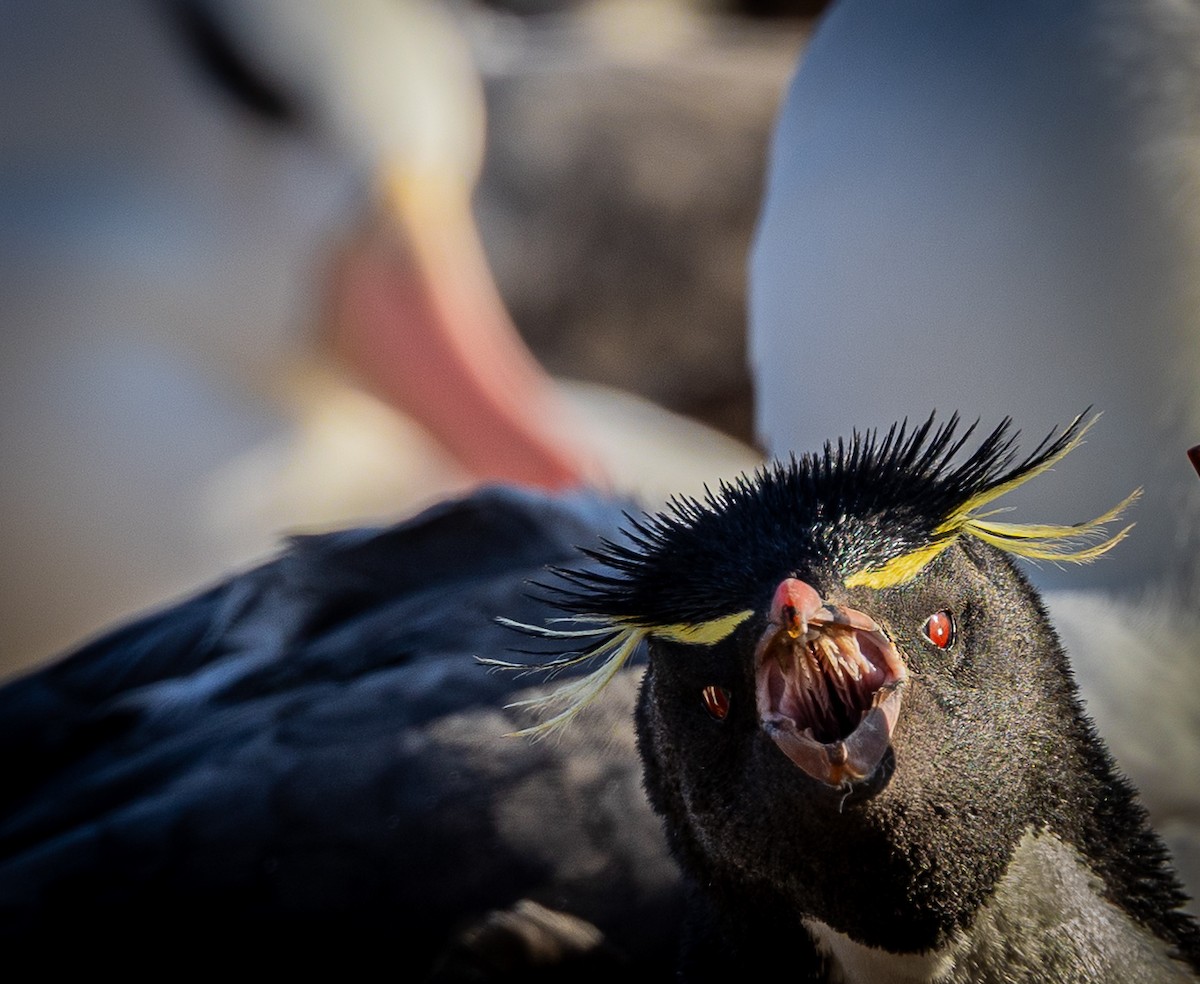 Western Rockhopper Penguin - ML645987857