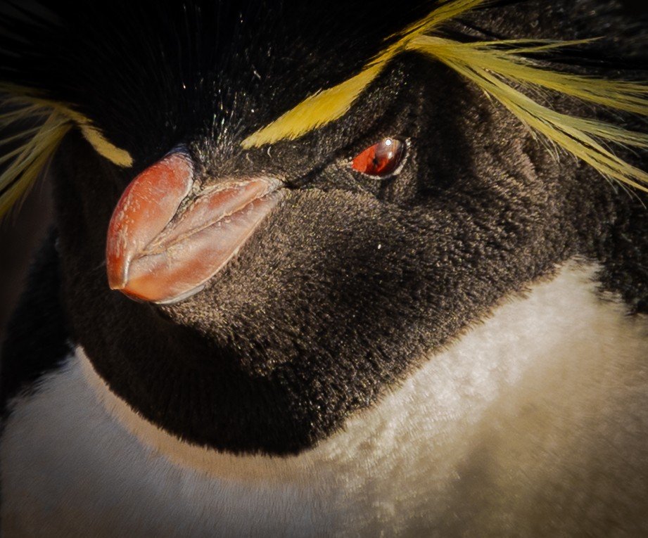 Western Rockhopper Penguin - ML645987858