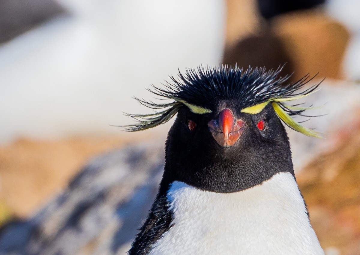 Western Rockhopper Penguin - ML645987859