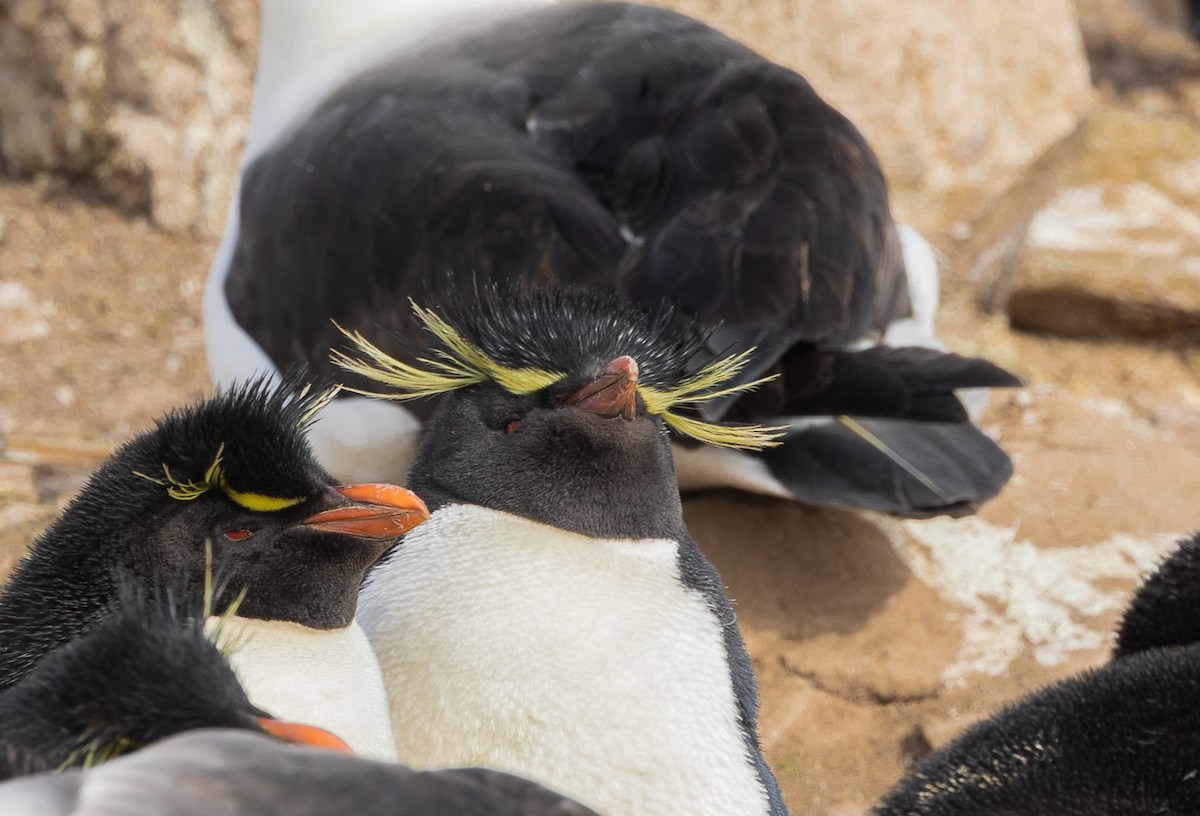 Western Rockhopper Penguin - ML645987860