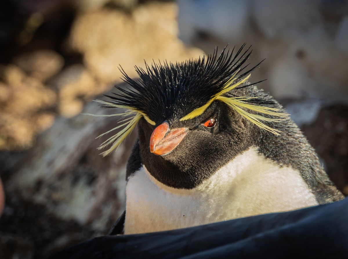 Western Rockhopper Penguin - ML645987861