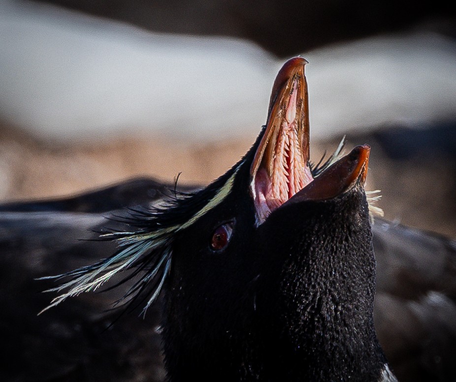 Western Rockhopper Penguin - ML645987862