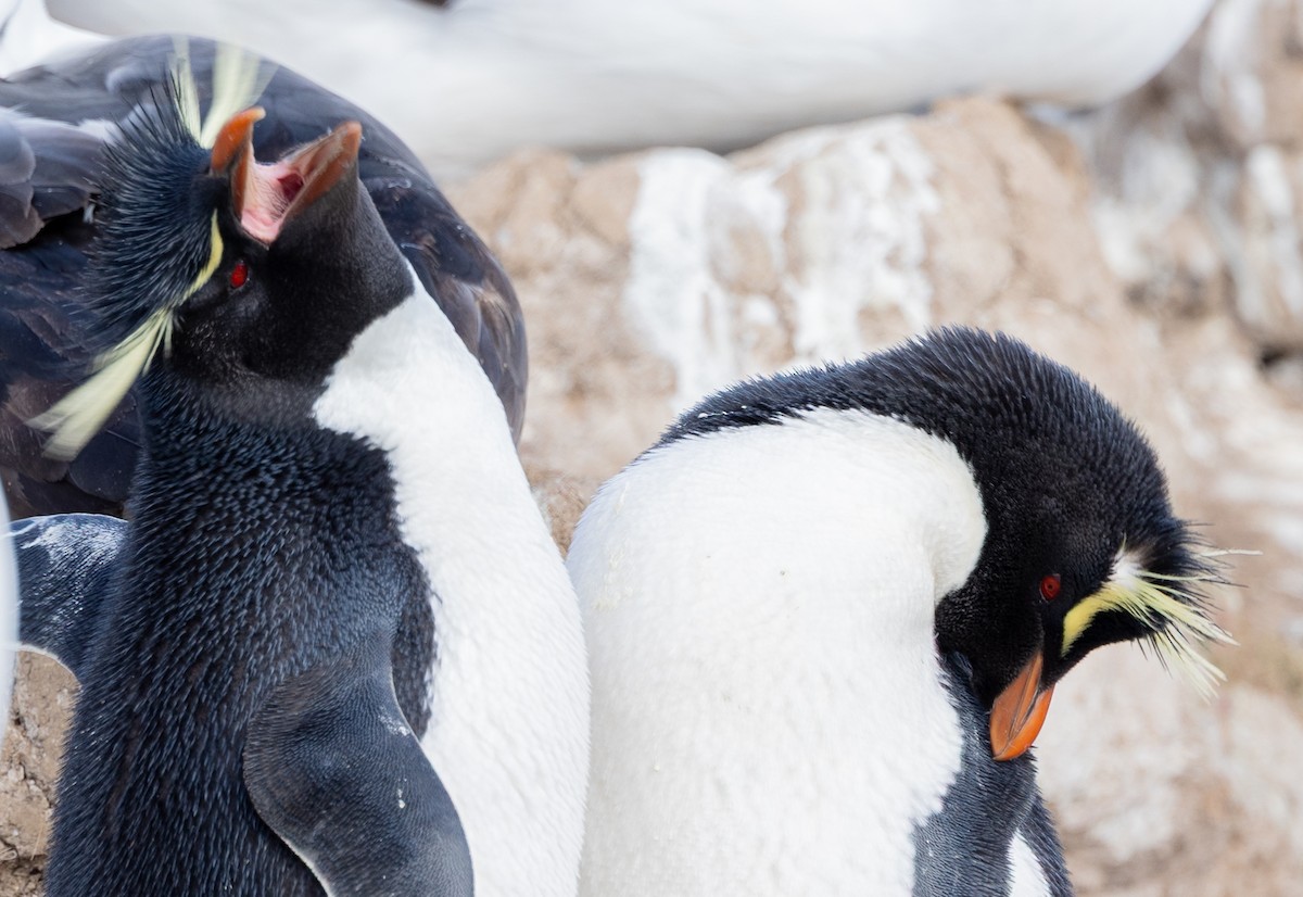 Western Rockhopper Penguin - ML645987863