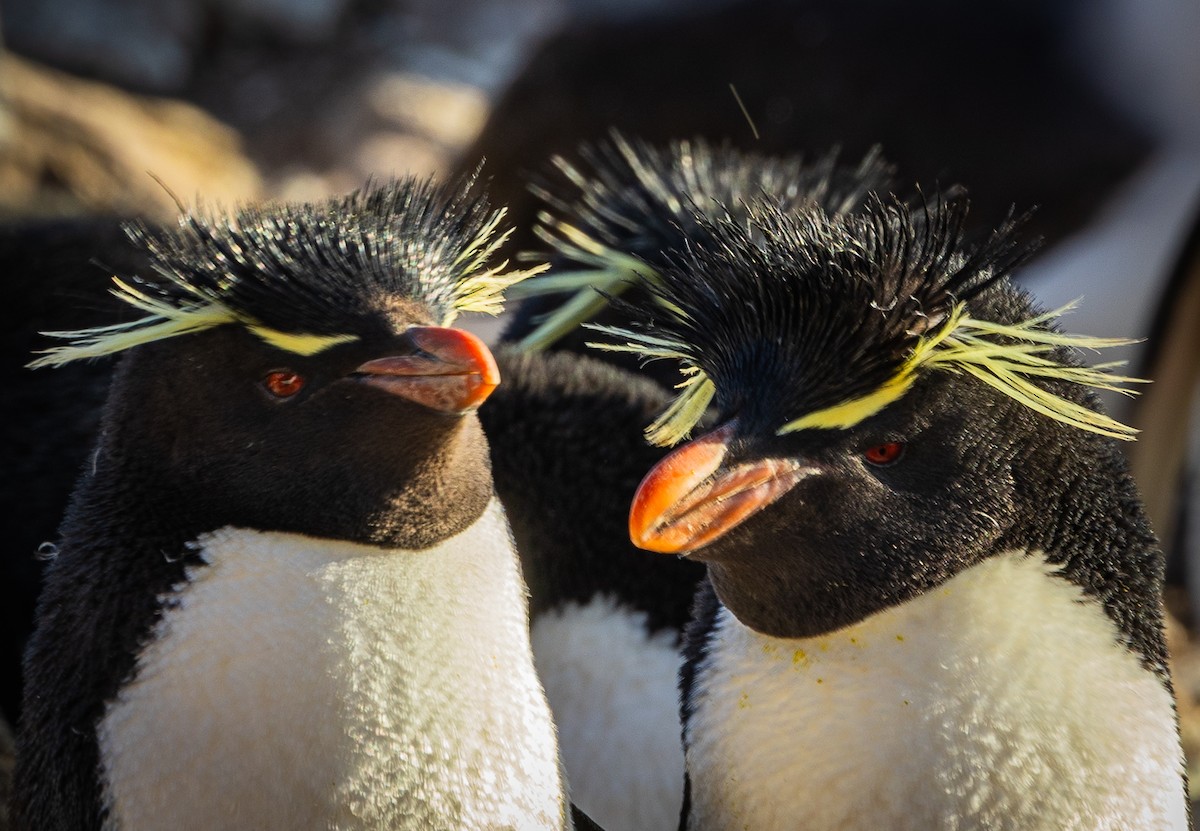 Western Rockhopper Penguin - ML645987864